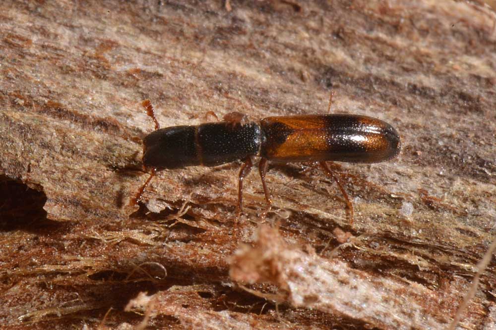 Trogositidae:   Nemozoma elongatum